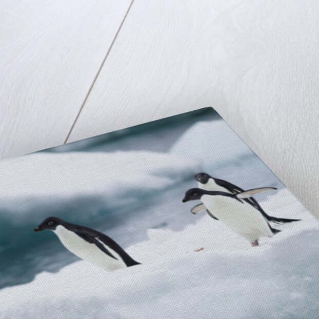 Adelie Penguins Diving Off Ice by Anonymous