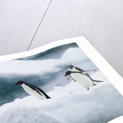 Adelie Penguins Diving Off Ice by Anonymous