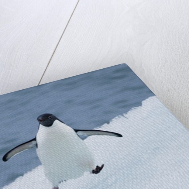 Adelie Penguin by Anonymous