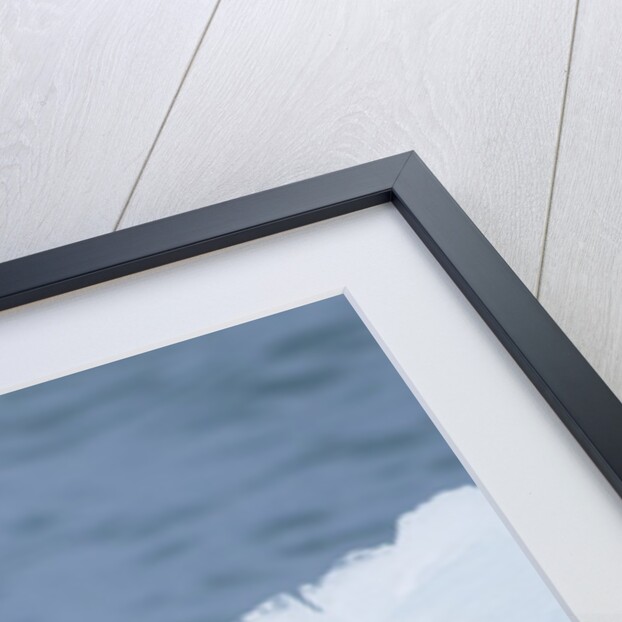 Adelie Penguin by Anonymous