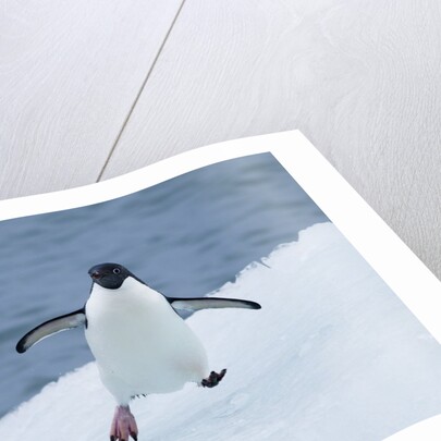 Adelie Penguin by Anonymous