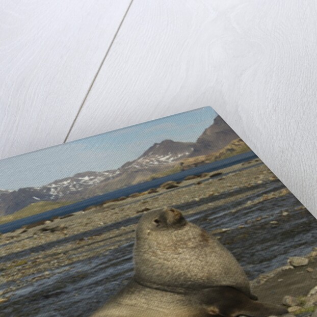 Antarctic Fur Seal at Haul-out by Anonymous