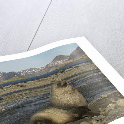 Antarctic Fur Seal at Haul-out by Anonymous