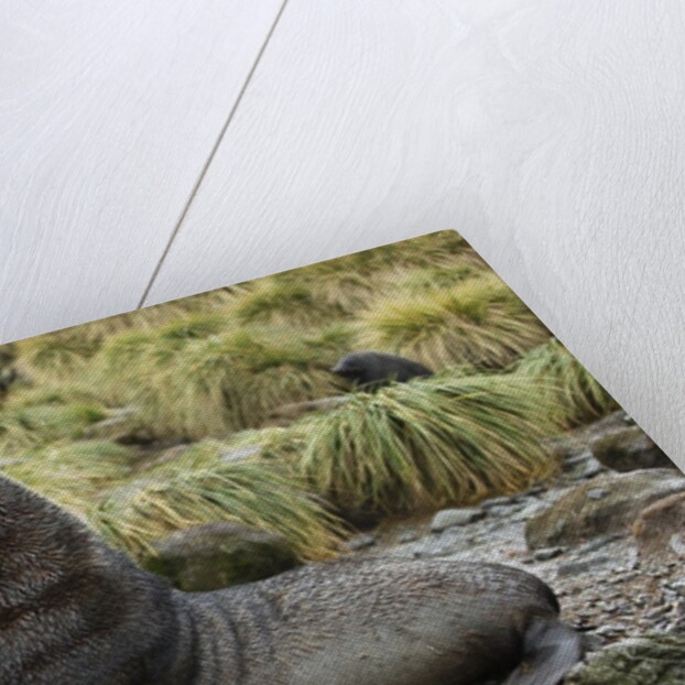 Antarctic Fur Seal at Haul-out by Anonymous