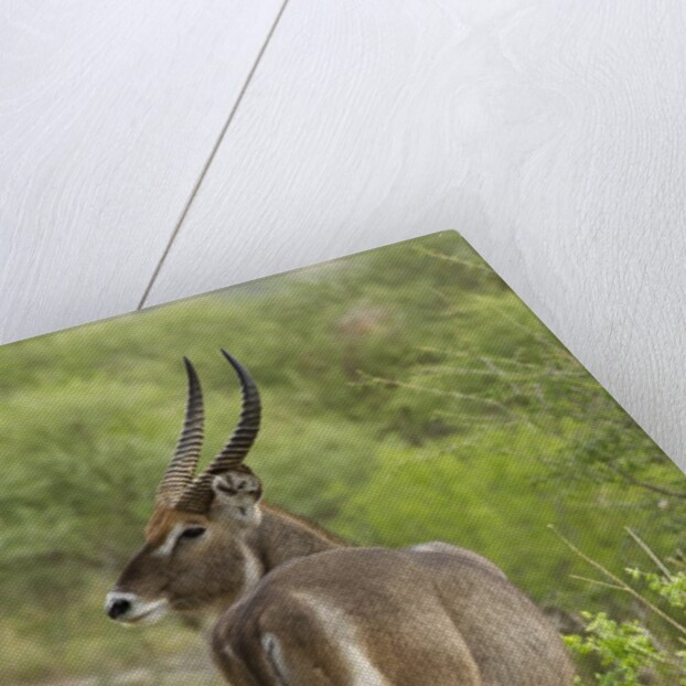 Common Waterbuck Grazing by Anonymous