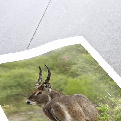 Common Waterbuck Grazing by Anonymous