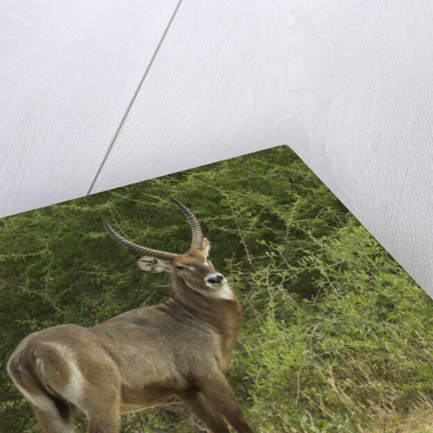 Common Waterbuck Portrait by Anonymous