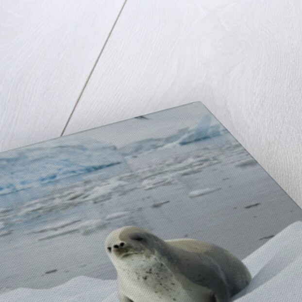Crabeater Seal on Ice by Anonymous