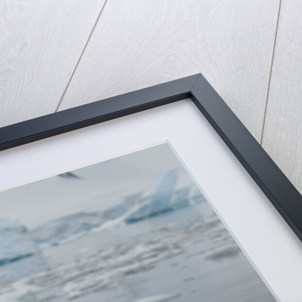 Crabeater Seal on Ice by Anonymous