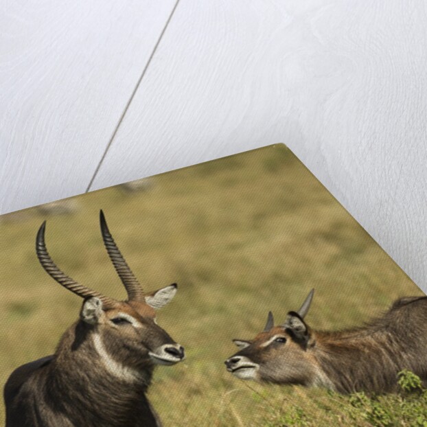 Defassa Waterbuck Pair by Anonymous