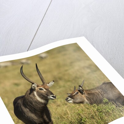 Defassa Waterbuck Pair by Anonymous