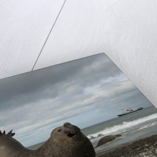 Southern Elephant Seal by Anonymous