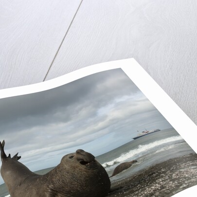 Southern Elephant Seal by Anonymous