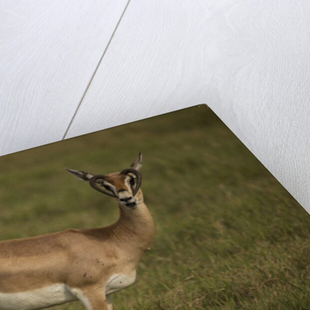 Grant's Gazelle Heart-shaped Horns by Anonymous