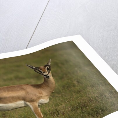 Grant's Gazelle Heart-shaped Horns by Anonymous