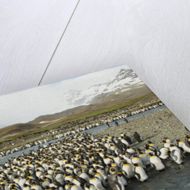 King Penguin Colony by Anonymous