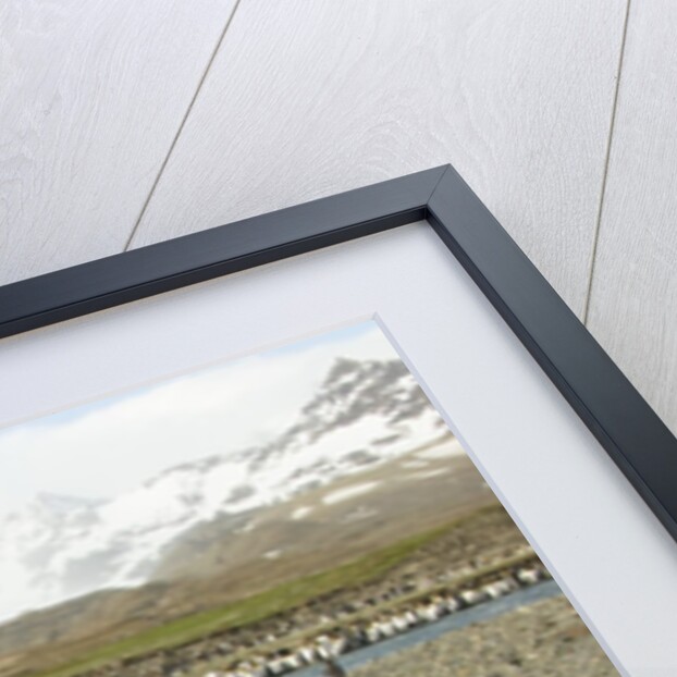 King Penguin Colony by Anonymous