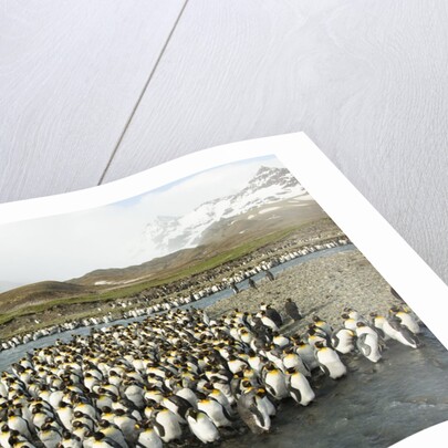 King Penguin Colony by Anonymous