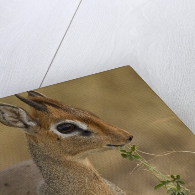 Kirk's Dik-dik Browsing by Anonymous