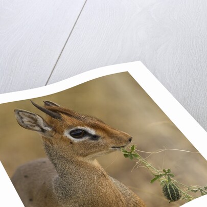 Kirk's Dik-dik Browsing by Anonymous
