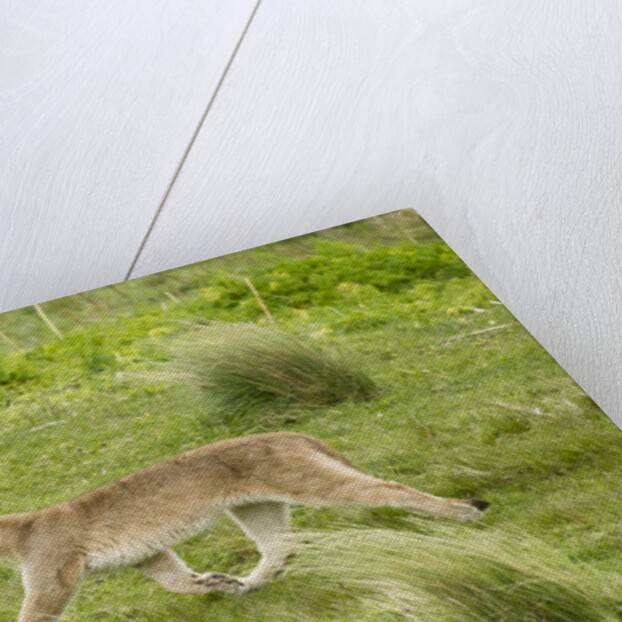 Wild Puma in Chile by Anonymous