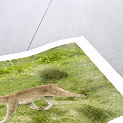 Wild Puma in Chile by Anonymous