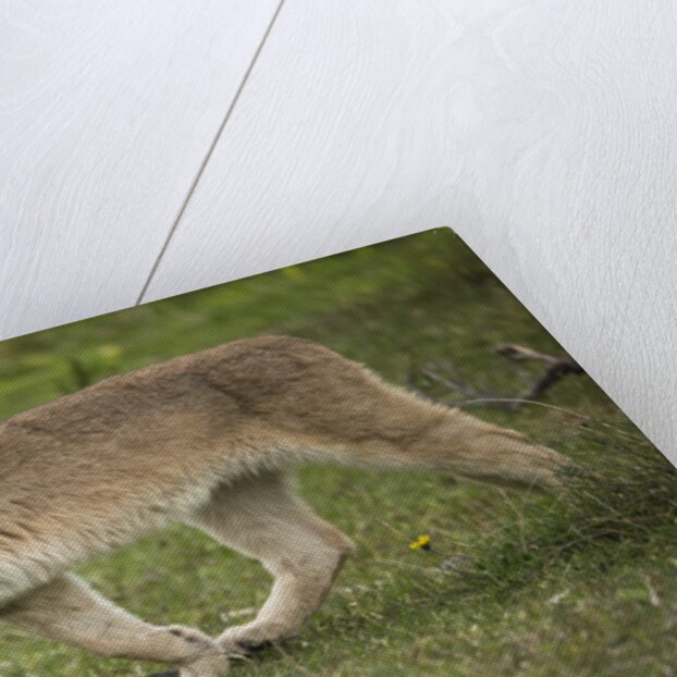 Wild Puma in Chile by Anonymous