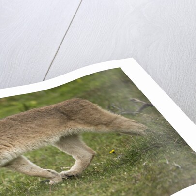 Wild Puma in Chile by Anonymous