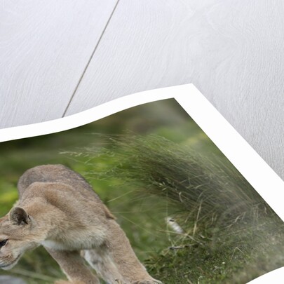 Wild Puma in Chile by Anonymous