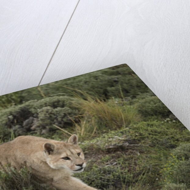 Wild Puma in Chile by Anonymous