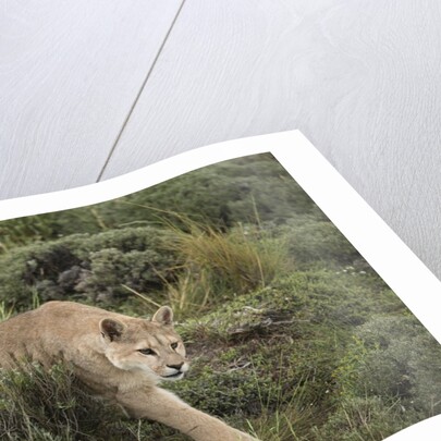 Wild Puma in Chile by Anonymous