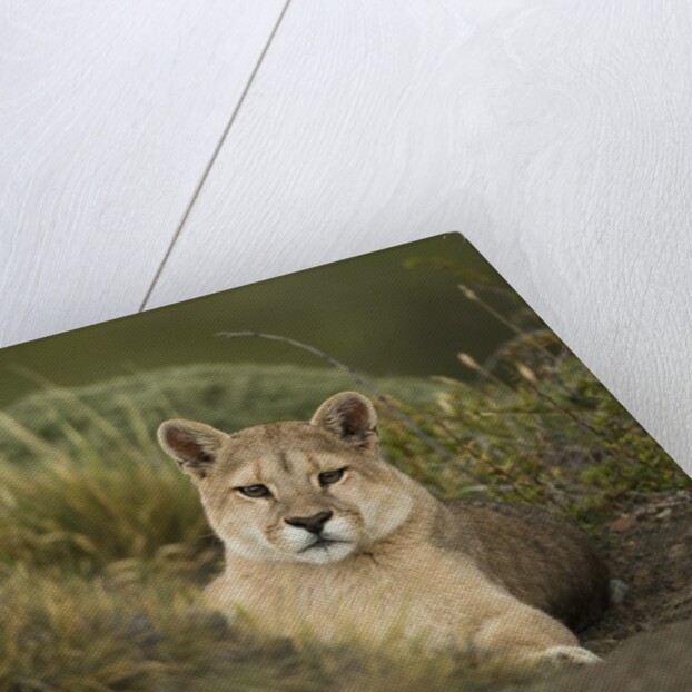 Wild Puma in Chile by Anonymous