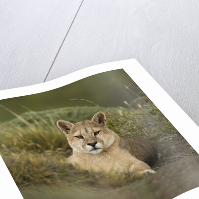Wild Puma in Chile by Anonymous