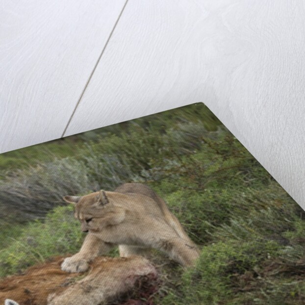 Wild Puma in Chile by Anonymous