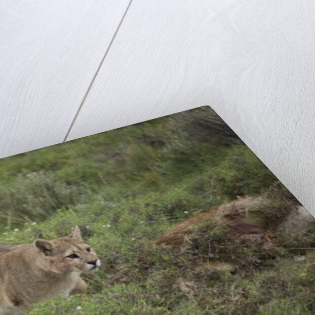 Wild Puma in Chile by Anonymous