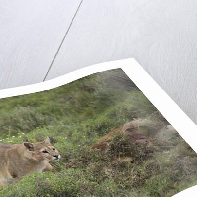 Wild Puma in Chile by Anonymous