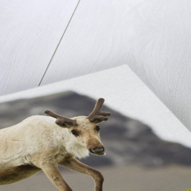 Reindeer Grazing by Anonymous