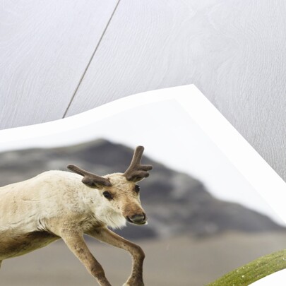Reindeer Grazing by Anonymous