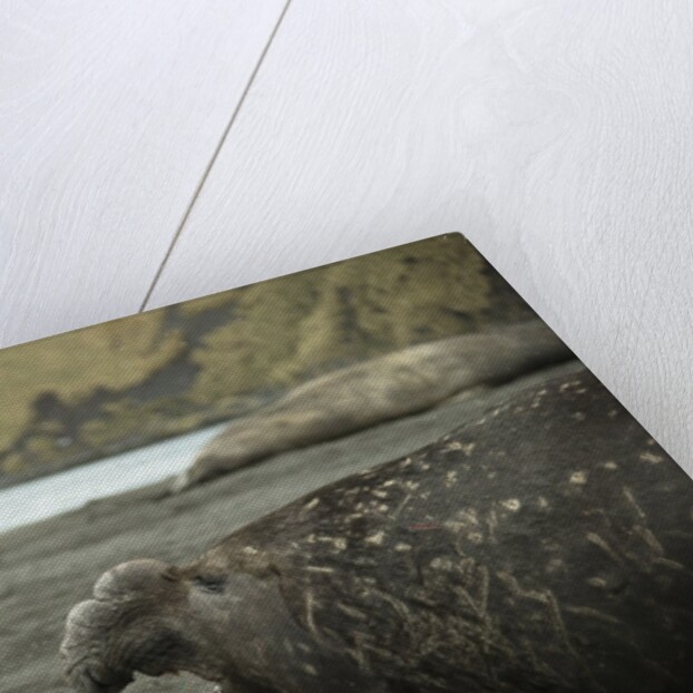 Southern Elephant Seal and Skua by Anonymous