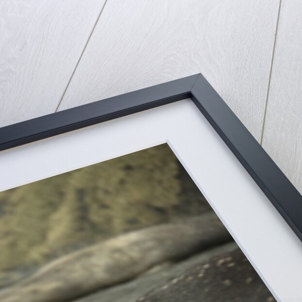 Southern Elephant Seal and Skua by Anonymous