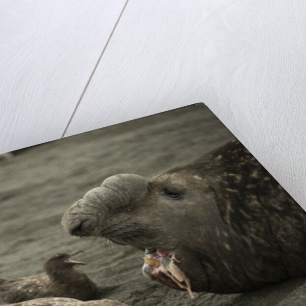 Southern Elephant Seal and Skua by Anonymous