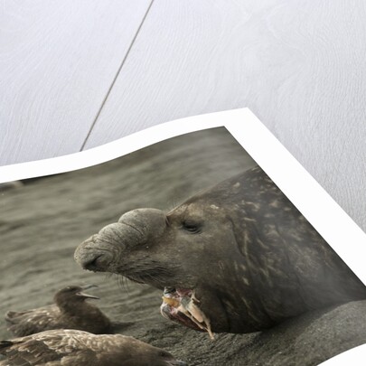 Southern Elephant Seal and Skua by Anonymous
