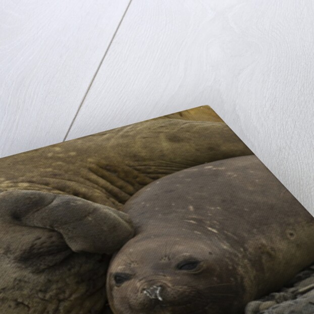 Southern Elephant Seals Mating by Anonymous