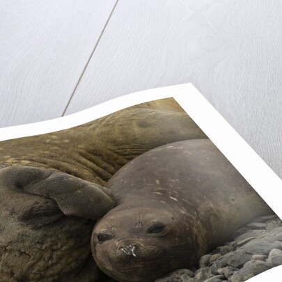 Southern Elephant Seals Mating by Anonymous