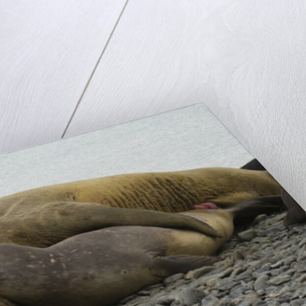 Southern Elephant Seals Mating by Anonymous
