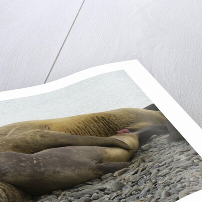 Southern Elephant Seals Mating by Anonymous