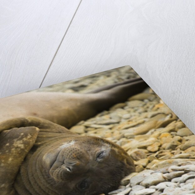 Southern Elephant Seal Cub by Anonymous