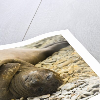 Southern Elephant Seal Cub by Anonymous