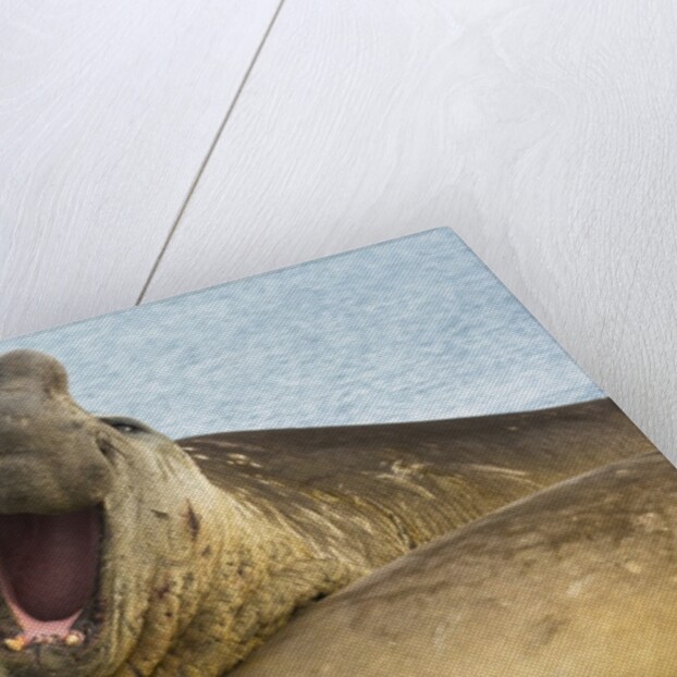 Southern Elephant Seal Bull Calling by Anonymous