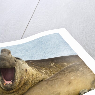 Southern Elephant Seal Bull Calling by Anonymous